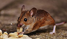 24 Hour & Emergency Exterminators in Aberdeen Proving Ground, MD